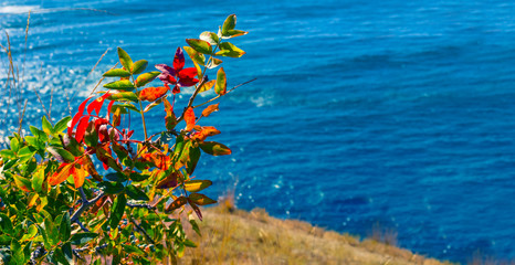 Fototapeta na wymiar closeup red autumn bush growth on the sea coast, autumn natural background