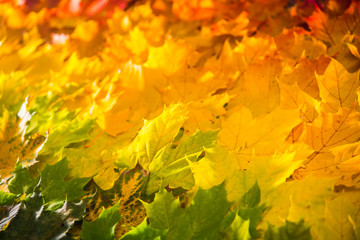 Red and orange autumn leaves background. Outdoor. Colorful backround image of fallen autumn leaves