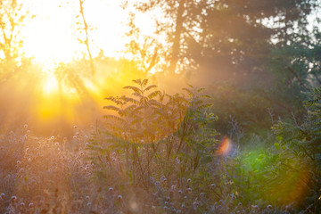 summer forest  in a rays of rising sun, early morning natural bakground
