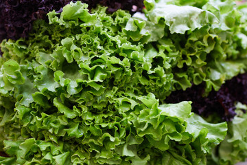 Background image of fresh green lettuce laid out for sale at farmers market, copy space