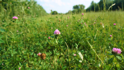 Różowa koniczyna na łące pełnej trawy - wersja makro © Szymon