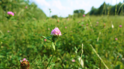 Różowa koniczyna na łące pełnej trawy - wersja makro © Szymon