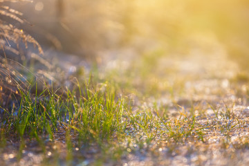 closeup green grass in a prairie at the early morning