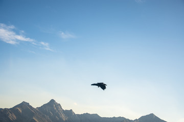 Naklejka premium A raven hovering over the Rocky Mountains around Banff Gondola, Banff National Park, Alberta, Canada.