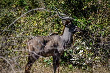 Ansichten eines Kudus