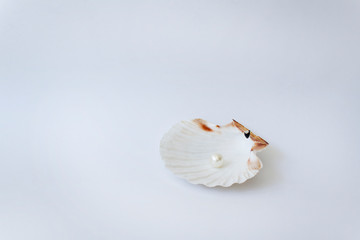 Sea tropcal shell isolated with one white pearl inside on white background