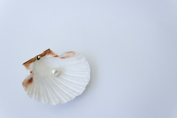White pearl into beautiful sea tropical shell on white background