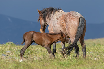 Fototapeta premium Wild Horse Mare and Cute Foal in the Utah Desert
