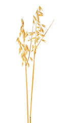 Two oat ears isolated on a white background
