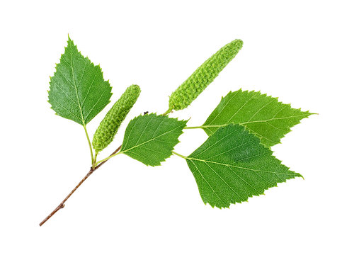 Green birch buds and leaves isolated on white background