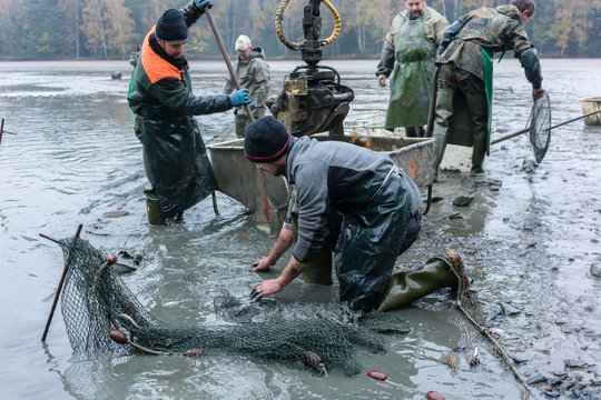 Fishermen working together harvesting the carp in autumn