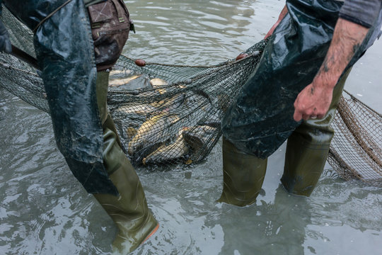 Fischer holen das Netz mit Karpfen aus dem Teich ein 