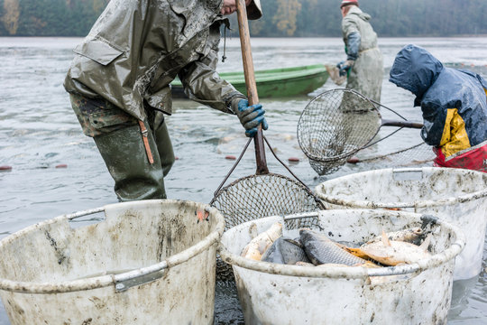 Commercial fishermen getting carp out of the water
