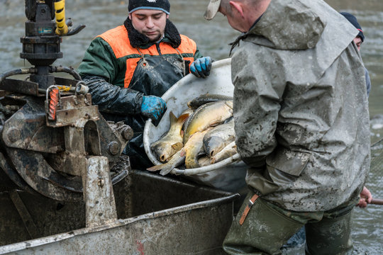 Fischer packen Karpfen Fische nach der Ernte in einen Container