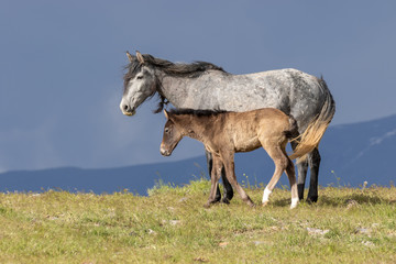 Wild Horse Mare and Cute Foal in the Utah Desert