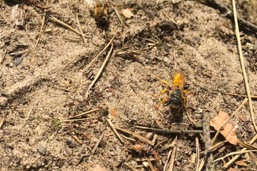 predatory single wasp attacked a bee. wasp predator