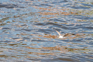Möwe die übers Meer fliegt
