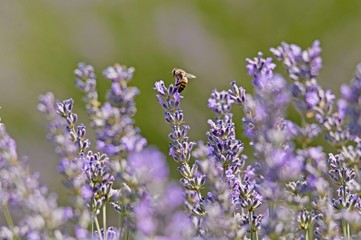 lavender in a field honey bee 