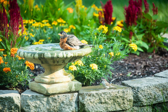 Robin enjoying a bird bath on a hot day