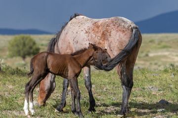 Fototapeta na wymiar Wild Horse Mare and Cute Foal in the Utah Desert