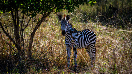 Bird meet Zebra