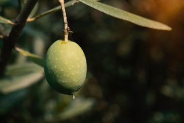 Olives on olive tree in autumn. Season nature image