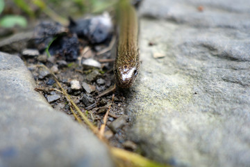 BLINDSCHLEICHE . Anguis fragilis .  Slow worm
