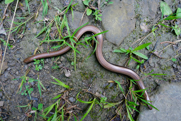 BLINDSCHLEICHE . Anguis fragilis .  Slow worm
