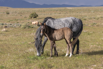 Obraz na płótnie Canvas Wild Horse Mare and Cute Foal in the Utah Desert