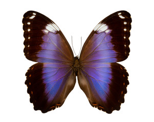 Morpho violaceus butterfly isolated on white background