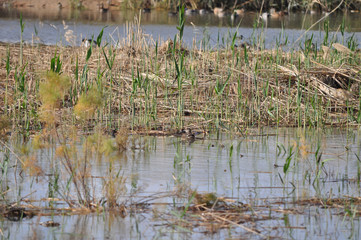 The beautiful bird northern shoveler (Spatula clypeata) in the natural environment