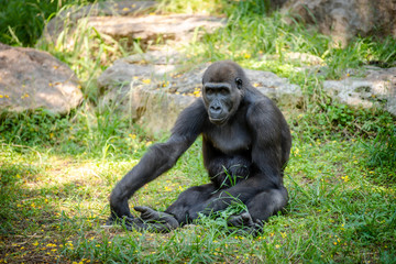 Gorilla sitting on the grass in the park. Summer day at the zoo. 