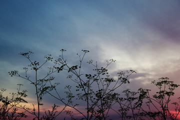 Fototapeta premium Silhouettes of wildflowers in the evening sky of watercolor shades, botanical background