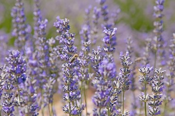 field of lavender flowers honey bee 