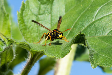 North American Paper Wasp on a sunflower leaf