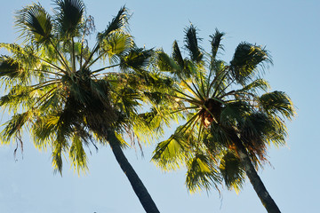 Fototapeta na wymiar Las palmeras anuncian la llegada de las vacaciones 