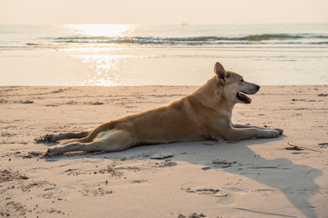 Dog doing yoga posture on the beach.