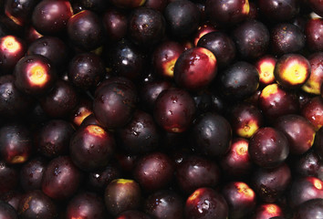 Fondo de pechiche, fruta es parecida a la cereza, pero de color negro y con ella se elabora un dulce.