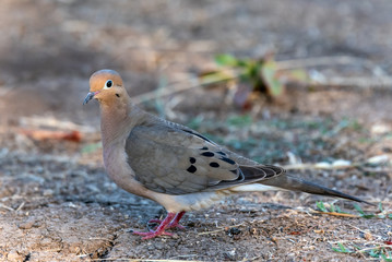 Mourning Dove bird keeping an alert eye out while crossing the hiking trail foraging for food.