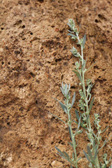 Branch of bitter wormwood on a stone texura