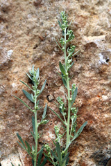 Branch of bitter wormwood on a stone texura