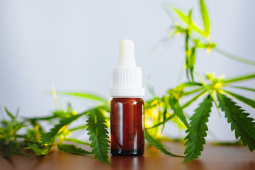 CBD oil cannabis extract. Hemp oil bottles and hemp flowers on wooden table. Medical cannabis...