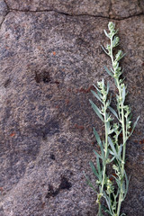 Branch of bitter wormwood on a stone texura