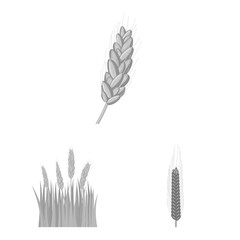 Isolated object of rye and plant icon. Set of rye and corn stock vector illustration.