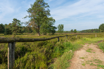 Fototapeta na wymiar Behringer Heide in der Lüneburger Heide Wanderweg