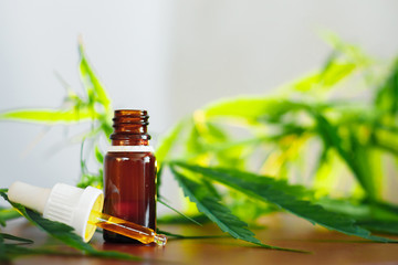 CBD oil cannabis extract. Hemp oil bottles and hemp flowers on wooden table. Medical cannabis concept. CBD Extract Tincture Liquid Dripping