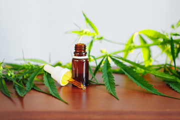 CBD oil cannabis extract. Hemp oil bottles and hemp flowers on wooden table. Medical cannabis...