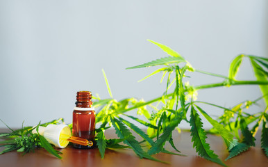 CBD oil cannabis extract. Hemp oil bottles and hemp flowers on wooden table. Medical cannabis concept. CBD Extract Tincture Liquid Dripping