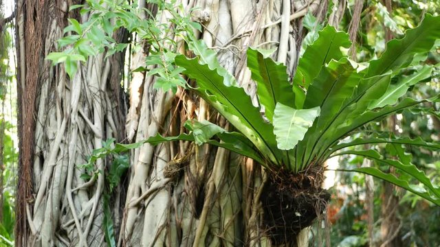 Fern birds nest on banyan. Bright fern birds nest with big green leaves growing up on banyan. Various tropical plants growing in jungle rain forest on sunny day in nature.