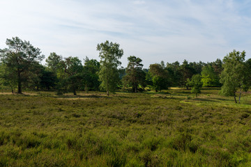 Behringer Heide in der Lüneburger Heide